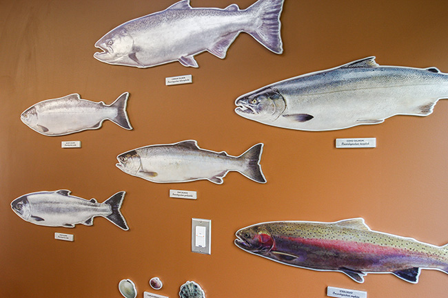Perry Center Interpretive and Donor Recognition Signage - Mounted Fish Illustrations