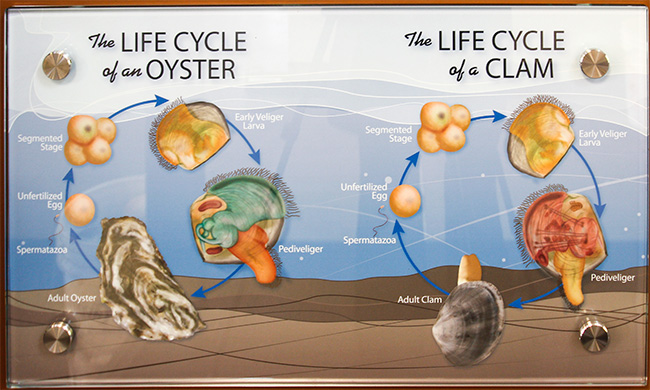 The Life Cycles of Oysters and Clams